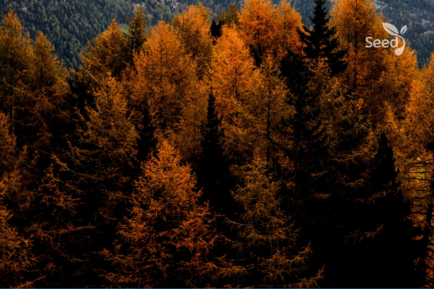 7 Basic Things You Need for Living – Seed for Today 7 Basic Things You Need for Living