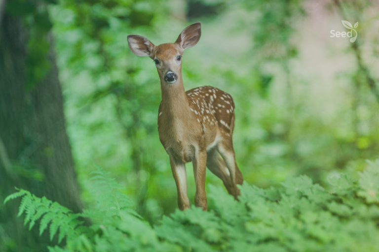 What Should You Do When You Feel Tired Inside? - Seed for Today Daily Devotional