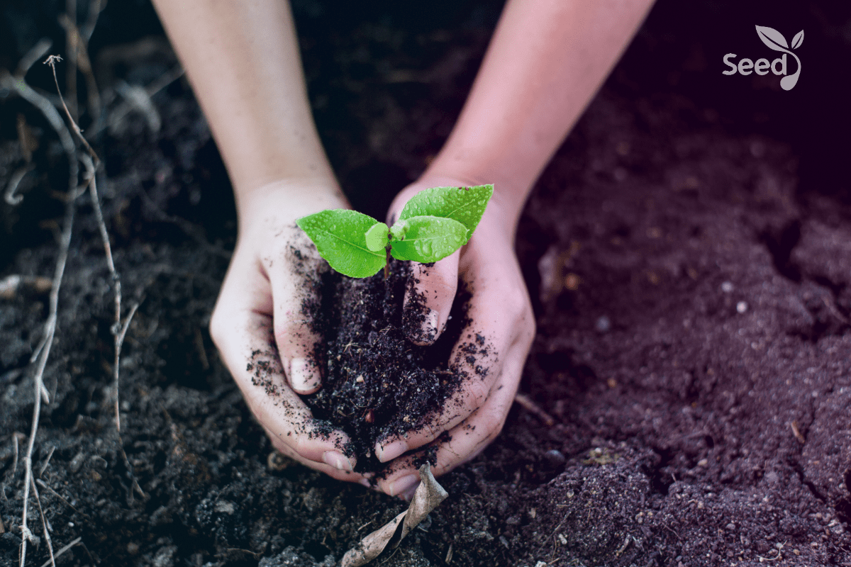 Dangers to personal growth – Seed for Today Dangers to personal growth