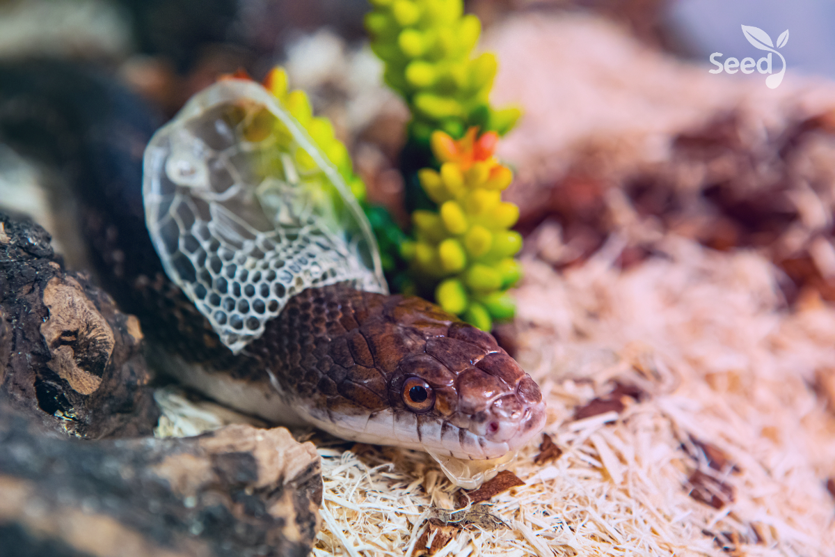 How to be as wise as a serpent – Seed for Today How to be as wise as a serpent - Seed for Today Daily Devotional