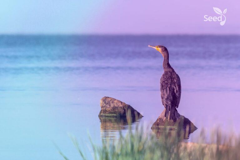 The serenity prayer - Seed for Today Daily Devotional