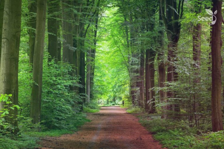 Faith should be a daily walk - Seed for Today Daily Devotional