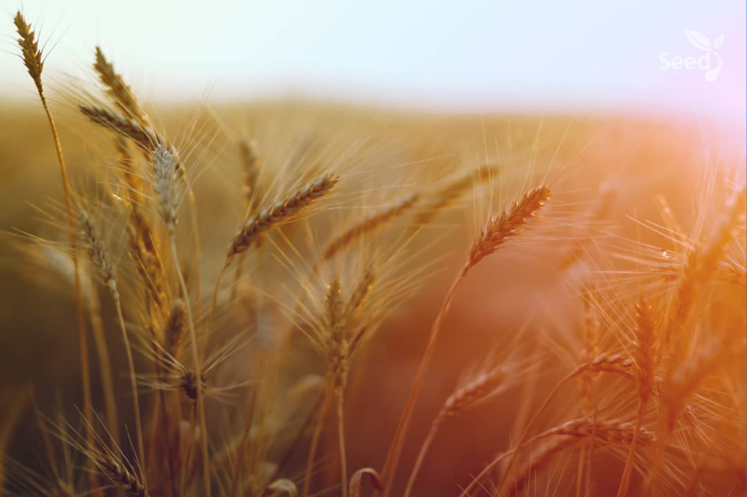 5 Ways to abound in the work of the Lord in church – Seed for Today How to abound in the work of the Lord 5 Ways to abound in the work of the Lord in church