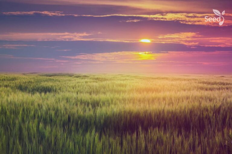 Seek the Lord with all your heart - Seed for Today Daily Devotional