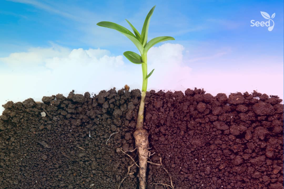 Growing deeper roots 1 Growing deeper roots in God